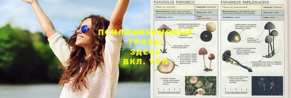 ГАЛЛЮЦИНОГЕННЫЕ ГРИБЫ Армянск
