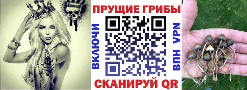 Псилоцибиновые грибы GOLDEN TEACHER  купить наркоту  Новомосковск 